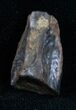 Large Triceratops Shed Tooth - #7158-1
